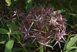 Allium christophii Sterrenlook bestellen